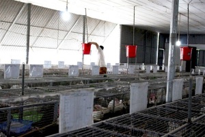 Nuôi thỏ sinh sản thu nhập hàng chục triệu đồng/tháng