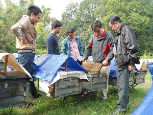 VinaCert chứng nhận VietGAP chăn nuôi ong an toàn tại Cơ sở ong mật Vinh Hoa