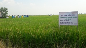 Phân lân nung chảy Ninh Bình nâng năng suất lúa trên đất phèn