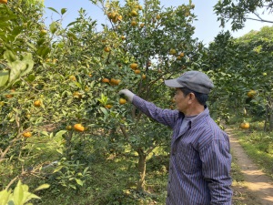 Hưng Yên mở rộng diện tích trồng cây ăn quả, dược liệu đạt chuẩn