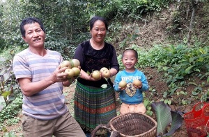 Người Mông Seng Sui giàu lên từ lê, mận và cây ăn quả ôn đới khác