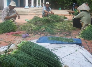 Hành lá Bình Tân nhận chứng chỉ VietGAP