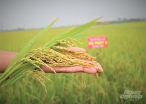 Ấn tượng mô hình lúa - cá - vịt