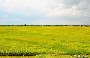 Đồng Tháp:Tiêu thụ 64.000 ha lúa liên kết 