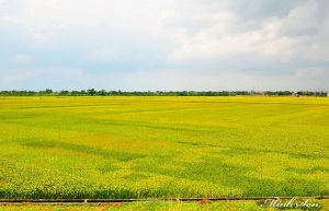 Kiên Giang: Sản lượng lương thực đạt trên 4,6 triệu tấn 
