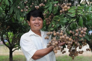 Thực phẩm sạch, ai làm, bán ở đâu? - Nhãn chín muộn Miền Thiết