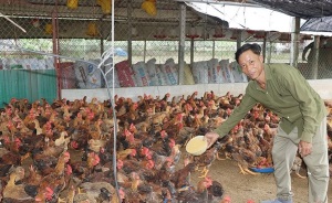 Anh nông dân nuôi gà theo “kiểu lạ”, nhẹ nhàng thu lãi 300 triệu đồng