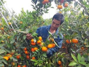 Bắc Giang tập trung phát triển cây ăn quả 
