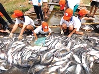 Xây dựng thương hiệu cá tra Việt Nam