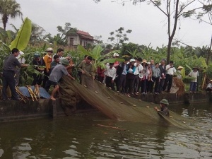 Nuôi cá nước ngọt VietGAP