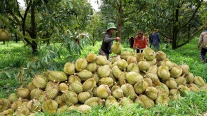 Cục Hải quan chỉ đạo ưu tiên thông quan nông sản, đặc biệt là sầu riêng chính vụ