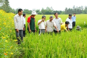 Cánh đồng sinh thái 