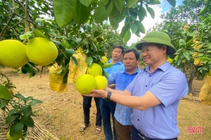 Cấp mã số vùng trồng - "chìa khóa" chuẩn hóa sản xuất nông sản Hà Tĩnh