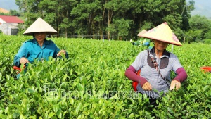 Chè Phổ Yên tăng giá trị nhờ VietGAP