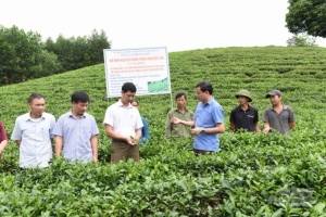 Chè sạch Tuyên Quang