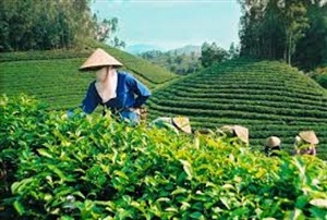 Sớm xây dựng nhãn hiệu “Chè Nghệ An” 