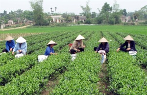 Chè sạch lên ngôi: Ấn tượng chè La Bằng 