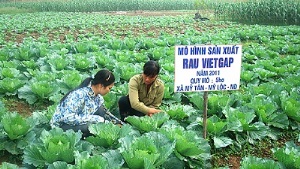 Đồng Nai: Hơn 300ha cây trồng được cấp chứng nhận VietGAP và GlobalGAP