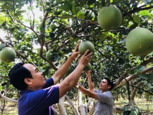 Đồng Nai: Nhân rộng mô hình sản xuất VietGAP