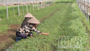 Sản xuất VietGAP - mô hình nhỏ trong xu hướng lớn