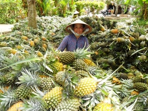 Nâng cao năng suất cho quả dứa theo tiêu chuẩn VietGAP