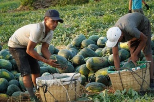 Việt Nam - Trung Quốc ký Nghị định thư kiểm dịch về xuất khẩu dưa hấu