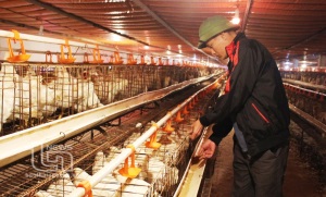 Thêm 7 trang trại chăn nuôi gà tại Đồng Hỷ (Thái Nguyên) đạt chứng nhận VietGAHP