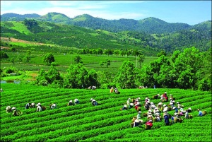 Hiến kế cho ngành chè 