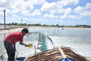 Hợp tác xã hiệu quả: Hợp tác xã nuôi tôm Hòa Nghĩa 