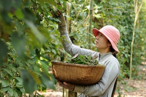 Hồ tiêu: Nóng chuyện giá và an toàn thực phẩm 