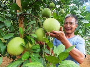 Cây bưởi trên đất Lam Kinh 