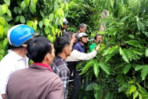 Liên kết, hỗ trợ nông dân Đắk Nông yên tâm sản xuất