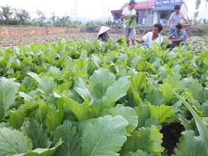 Trăn trở của Mai Sơn 