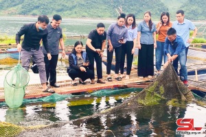 Nuôi cá lăng nha theo tiêu chuẩn VietGAP