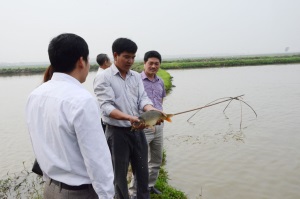 Bắc Ninh: Đẩy mạnh nuôi trồng thủy sản theo tiêu chuẩn VietGAP