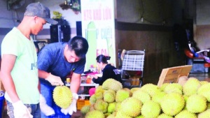 Mô hình VietGAP trên cây bơ và sầu riêng