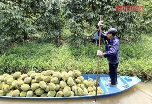 Nâng cao giá trị sản phẩm trái cây Hậu Giang