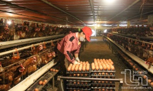 Đồng Hỷ: 17 trang trại chăn nuôi gà được chứng nhận VietGAP