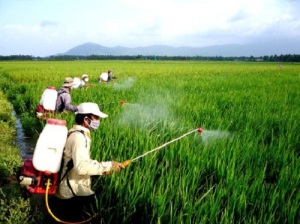 Những dịch bệnh hại cần chú ý trong tuần (từ 21/12 đến 27/12/2015)