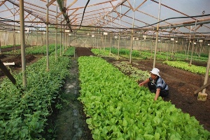 Đi đầu trồng rau sạch ở Bình Phước 