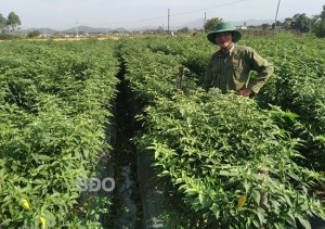 Sản xuất ớt VietGAP: Giải pháp nâng cao hiệu quả kinh tế