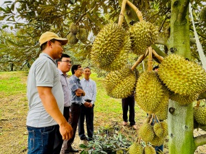 Sầu riêng VietGAP và cơ hội cho các nông sản khác