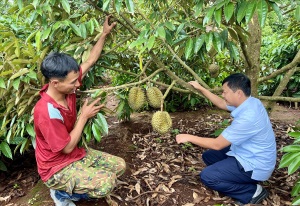Đồng bào Gia Rai ở Chư Păh liên kết trồng sầu riêng tiêu chuẩn VietGAP