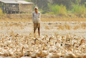 Phát triển đàn vịt trên đất sen hồng 