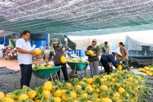 Tăng giá trị nông sản qua tiêu chuẩn VietGAP