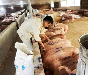 Bắc Giang: Tăng tỷ lệ chăn nuôi lợn, gia cầm theo tiêu chuẩn VietGAP
