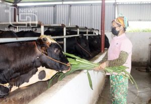 Thái Nguyên có thêm 19 cơ sở chăn nuôi được cấp chứng nhận VietGAHP
