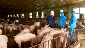 Thái Nguyên nhân rộng mô hình chăn nuôi an toàn trước thời tiết khắc nghiệt và dịch bệnh