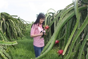 Phân bón Văn Điển cho cây thanh long 