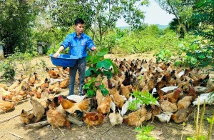Về quê nuôi gà, chăn lợn tiêu chuẩn VietGAP, thanh niên Nghệ An thoát nghèo nhanh, lan tỏa mô hình tốt